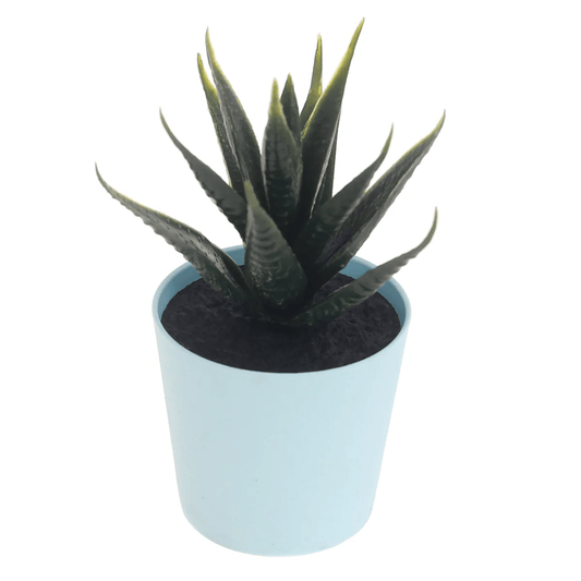 Feng Deco Assorted Succulent Plants in Light Blue Pots