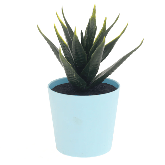 Feng Deco Assorted Succulent Plants in Light Blue Pots